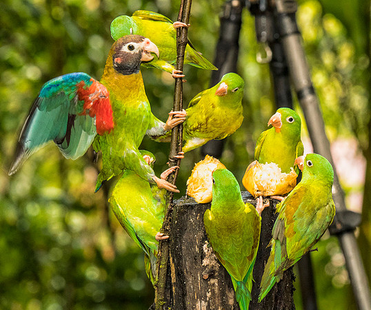 Two species of parrots