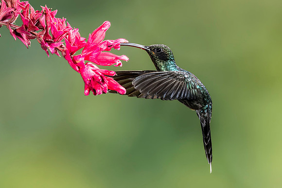 female Green hermit