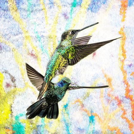Talamanca hummingbird and Lesser violetear