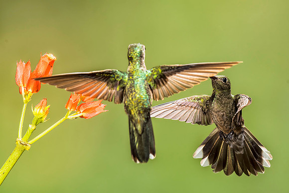 female White-necked jacobins