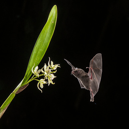 Dusky long-tongued bat