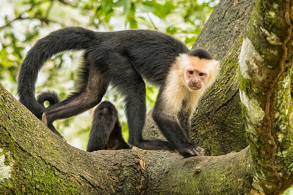 White-faced capuchin monkey