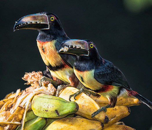 Collared aracaris