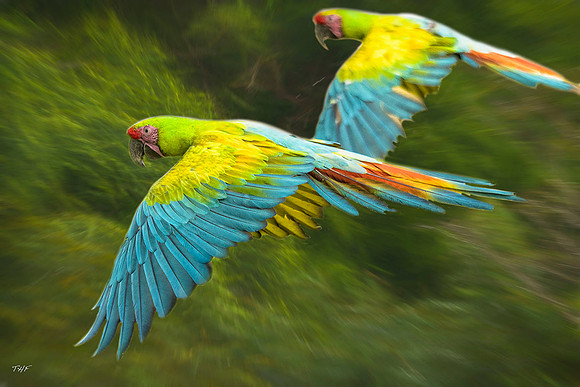 Great green macaws in flight