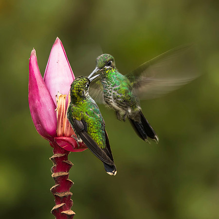 Green-crowned brilliants