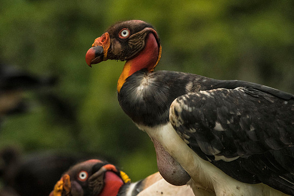 Portrait of a King vulture
