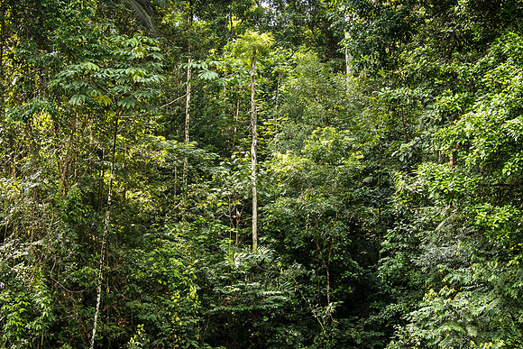 The lowland forest