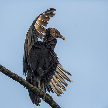 Black vulture