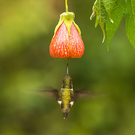 Magenta-throated woodstar