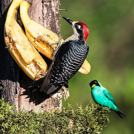 Black-cheeked woodpecker and Green honeycreeper