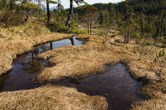 Muskeg habitat, Chichagof Island