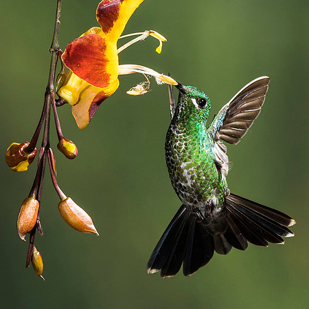 female Green-crowned brilliant