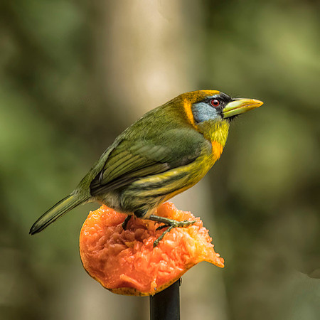 female Red-headed barbet