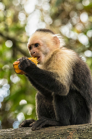 White-faced capuchin monkey