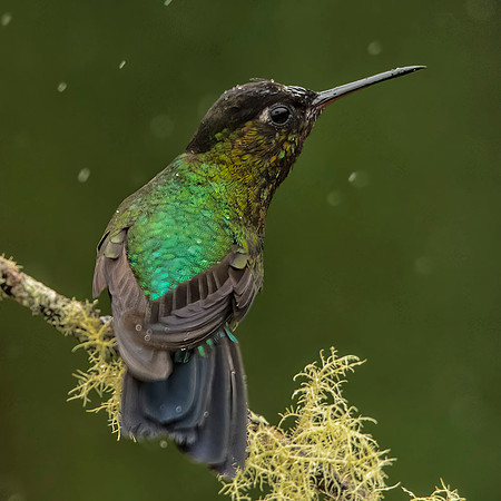 Fiery-throated hummingbird