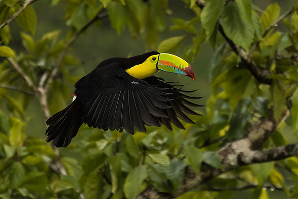 Keel-billed toucan in flight