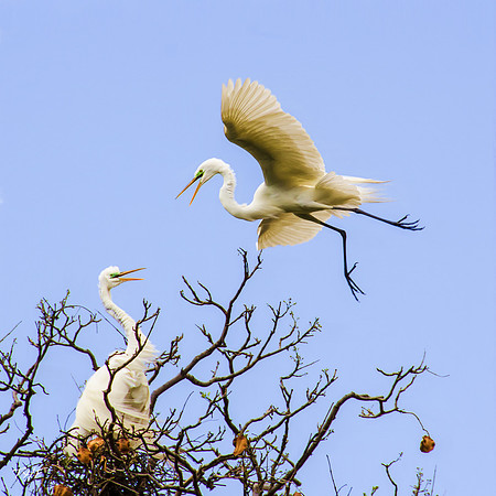 Great egret rookery