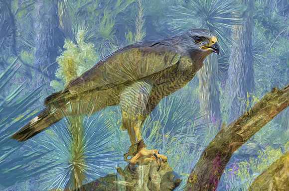 Gray hawk
