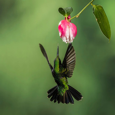 Green-crowned brilliant