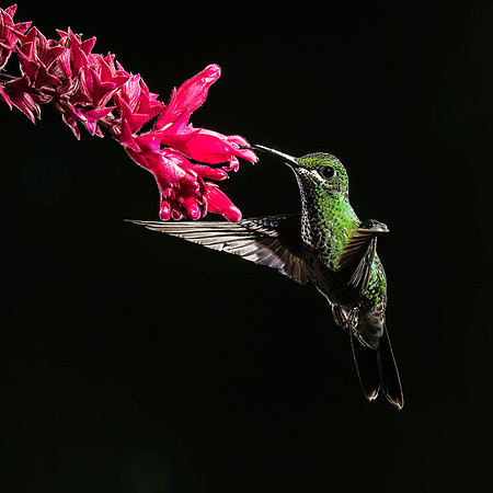 female Green-crowned brilliant