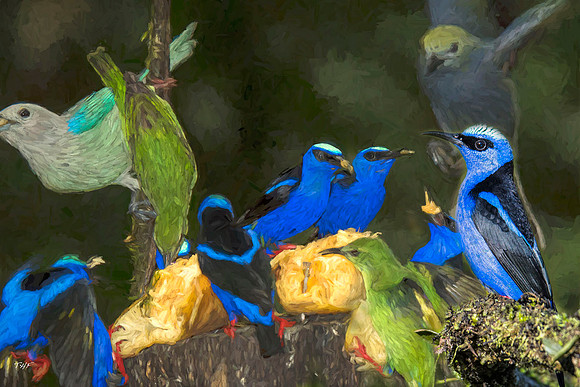 A montage of honeycreepers and tanagers
