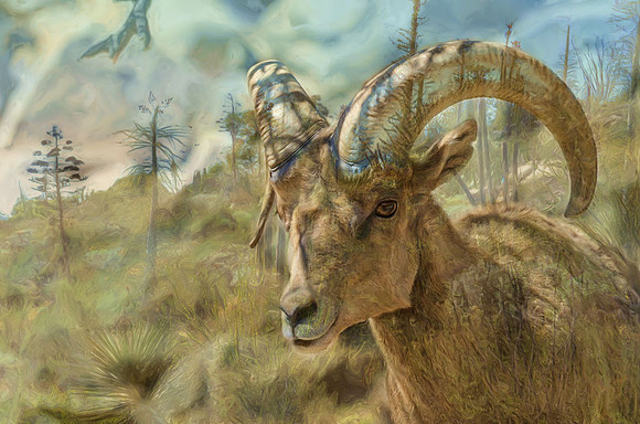 Desert bighorn sheep