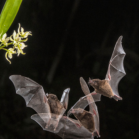 Dusky long-tongued bats