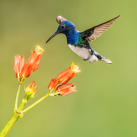male White-necked jacobin