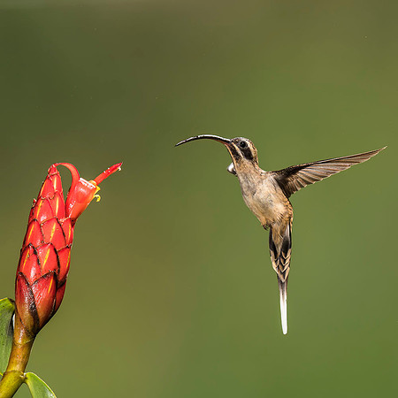 Long-billed hermit