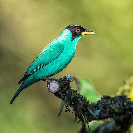 male Green honeycreeper
