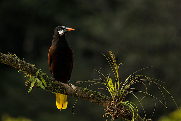 Montezuma oropendola