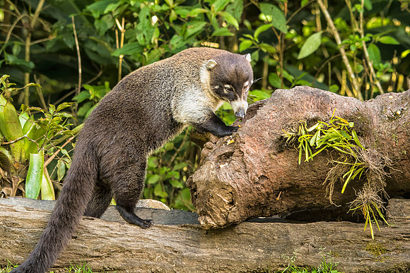 male Coati Mundi