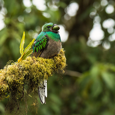female Resplendent quetzal