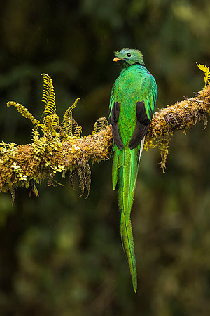 male Resplendent quetzal