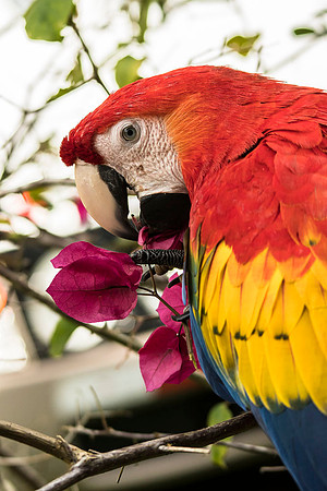 Scarlet macaw