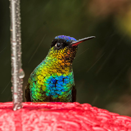 Fiery-throated hummingbird