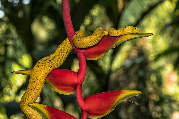 Eyelash viper, yellow form