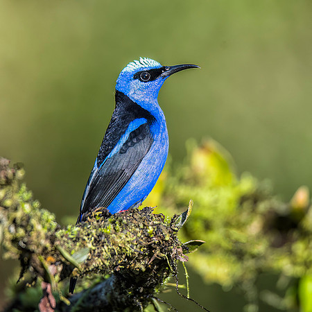 male Red-legged honeycreeper