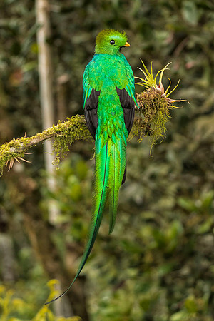 male Resplendent quetzal