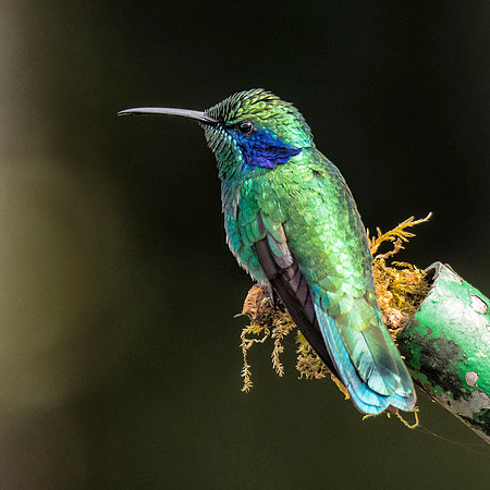 Lesser violetear