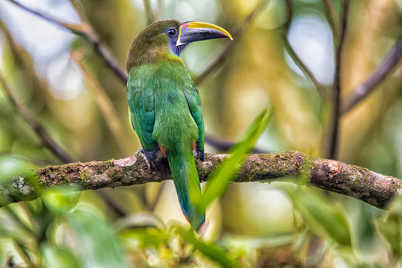 Emerald toucanet
