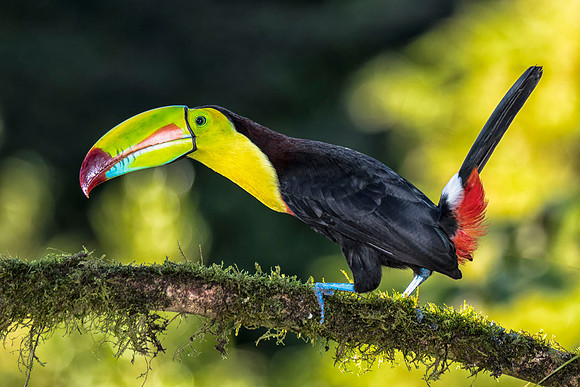Keel-billed toucan