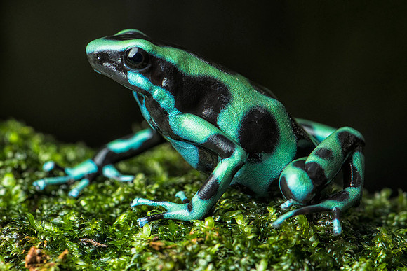 Green and black poison frog