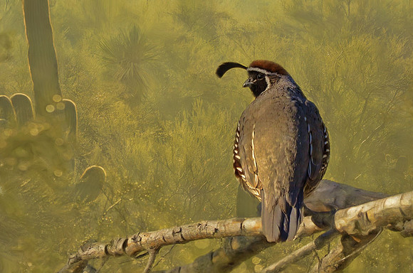 Gambel's quail