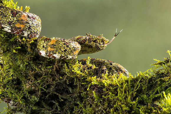 Eyelash viper, green form