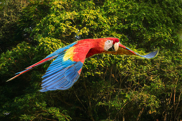 Scarlet macaw in flight