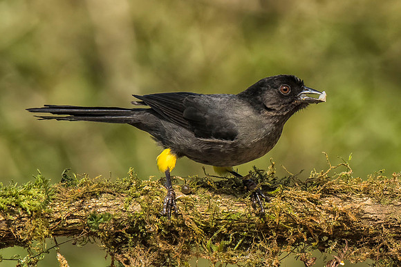 Yellow-thighed finch