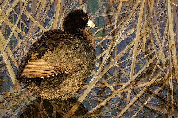 American coot