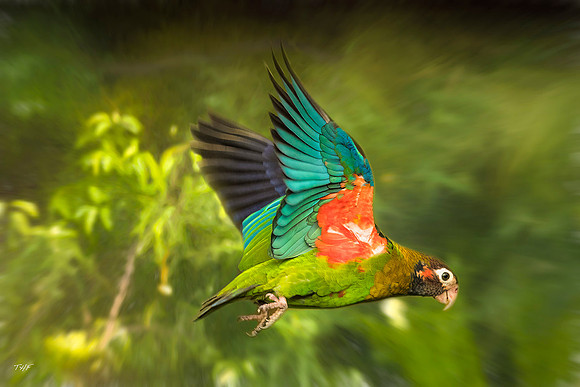 Brown-hooded parrot in flight