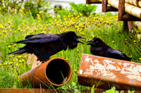 Squabbling ravens